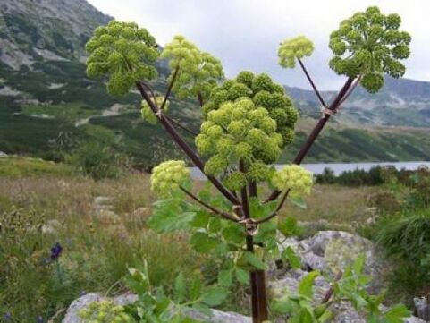 angelica parasitoen aurka giza gorputzean