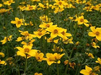 gorputzeko bizkarroi sorta bat