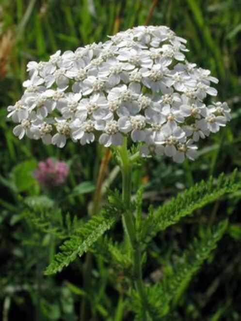 gorputzeko parasitoen aurka yarrow