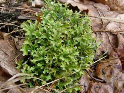 gorputzeko parasitoen cetraria