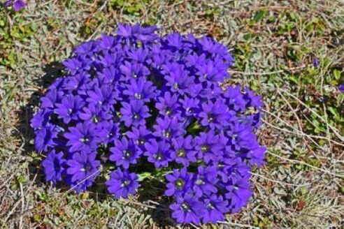 gorputzeko parasitoen sukarra erro