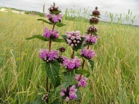 gorputzeko parasitoetatik burdin mea landarea
