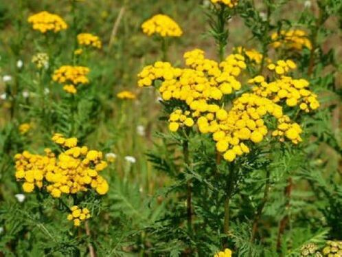 tansy parasitoak giza gorputzean