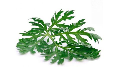ajenjoa gorputzetik parasitoak kentzeko