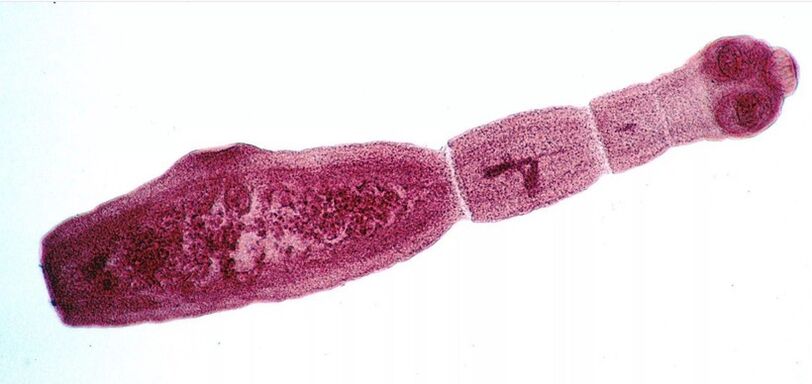 Echinococcus gizakientzako parasito arriskutsuenetako bat da